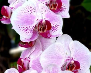 Balinese Orchid