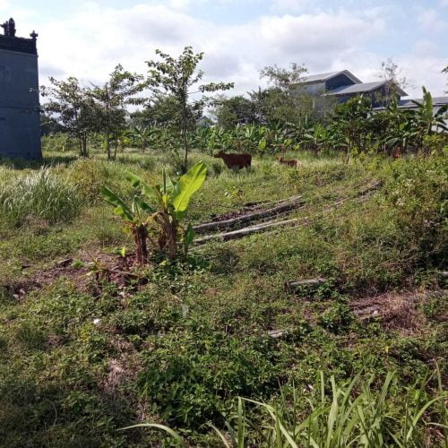 Attractive Plot Land in Munggu Available for Freehold