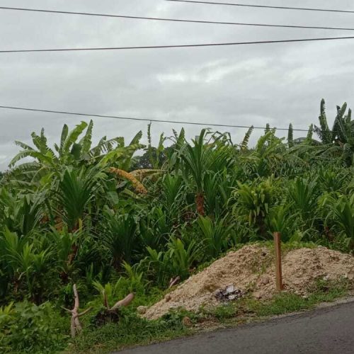 LAND FOR LEASE 4 ARE IN TUMBAK BAYUH