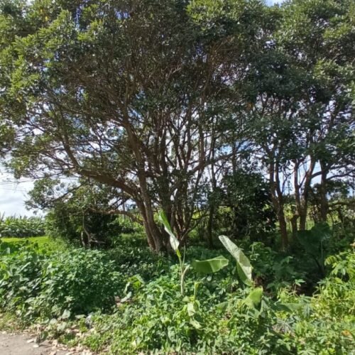 5 Are land in Kaba-Kaba (1)