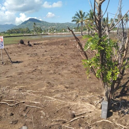 Rare Freehold 12 Are Beachfront land in Lombok (14)