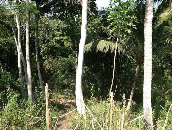 175-ares-Land-Freehold-Nyanyi-3