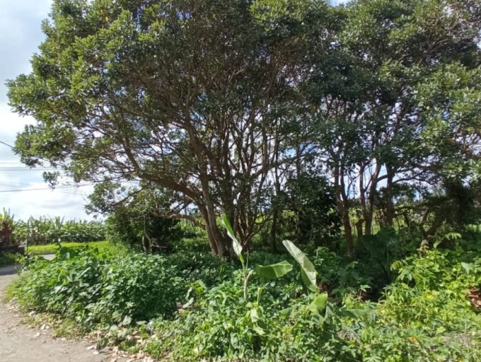 5 Are land in Kaba-Kaba (1)