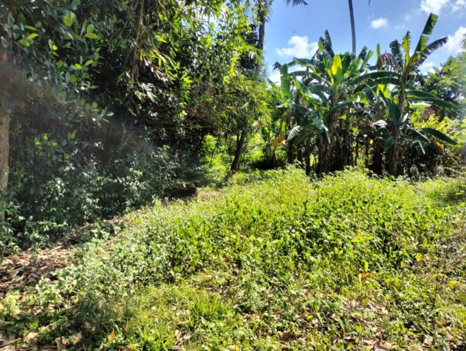 7 Are Land Yellow zone in Canggu (5)