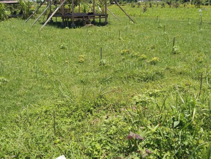 Freehold land in Lombok (11)