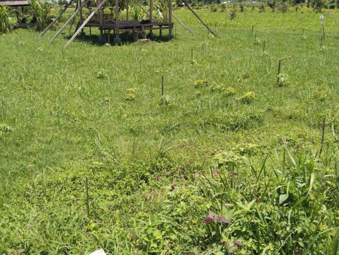 Freehold land in Lombok (11)