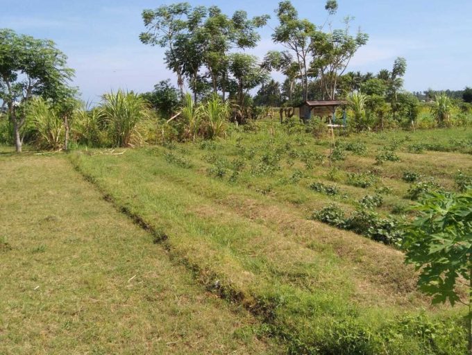 Freehold land in Lombok (13)