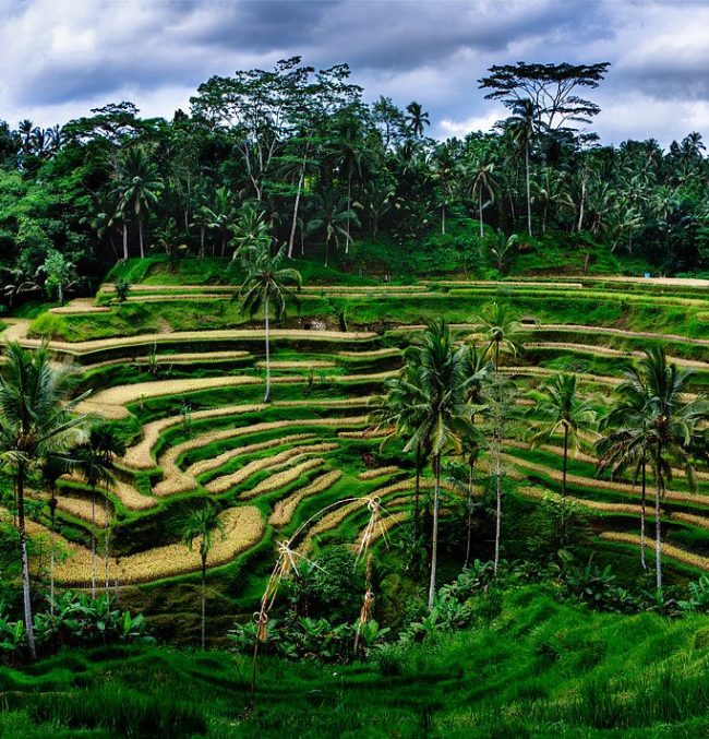 tegalalang-rice-terrace-ydc-bali-tour5